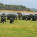 a herd of elephants standing in a field near a body of water