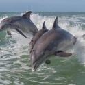 three dolphins jumping in the water in the ocean