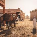 a woman standing next to two camels on a dirt road