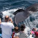 a group of people taking pictures of a dolphin on a boat