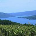 从葡萄园看湖景