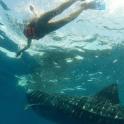 a person swimming in the water next to a whale shark