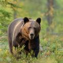 a large brown bear walking through a field