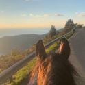 a horse standing on a road looking at the ocean