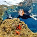 a woman is swimming in the water near starfish