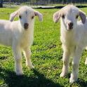 Dos cabras blancas de pie en un campo de hierba