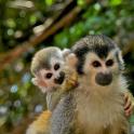 two baby monkeys are standing in a tree