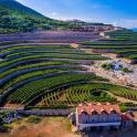 an aerial view of a vineyard with a house