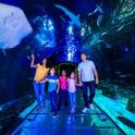 a family standing in front of an aquarium with fish