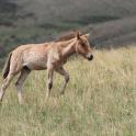 a horse walking in a field of tall grass