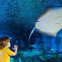 a little child looking at a shark in an aquarium