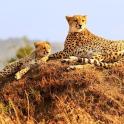 两只猎豹坐在山顶上
