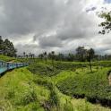 a train traveling through a lush green field