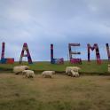 a herd of sheep standing in a field in front of a sign