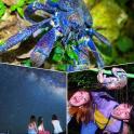 a collage of pictures of a girl and a blue scorpion