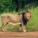 a lion standing on the side of a dirt road
