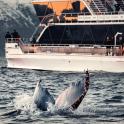 a whale jumping out of the water in front of a boat