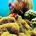 a coral reef with a clown fish on it