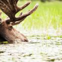 a moose swimming in the water in a field