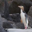 a penguin standing on the beach with rocks