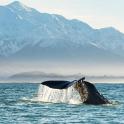 a whale in the water with mountains in the background