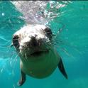 a seal swimming in the water in the water