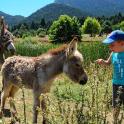 a young boy standing in a field with two donkeys