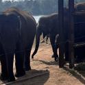 a group of elephants standing next to a fence