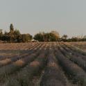a field of lavender with a house in the background