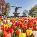a field of colorful tulips in front of a windmill