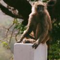 a monkey sitting on top of a post