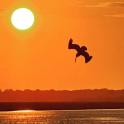 a bird flying over the water at sunset