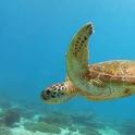a green sea turtle swimming in the water