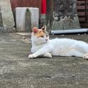 a white and orange cat laying on the ground