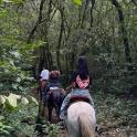 a group of people riding horses down a trail