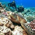 a turtle laying on a coral reef with people in the background
