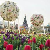 花园里的三个球和一棵圣诞树