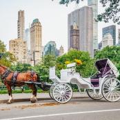 a horse pulling a carriage on a city street