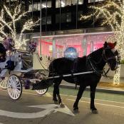 a horse drawn carriage on a street with christmas lights