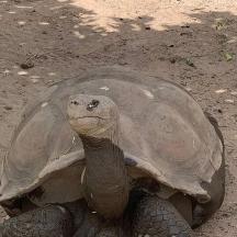 una tortuga està asseguda a terra a la brutícia