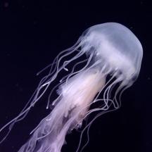 a jellyfish is floating in the air