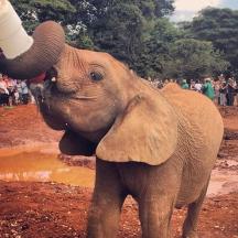 a baby elephant drinking from a bottle with its trunk