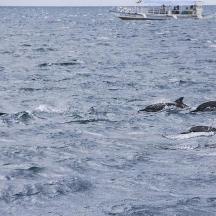 eine Gruppe von Delfinen im Wasser mit einem Boot