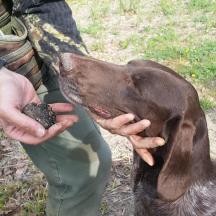 a person feeding a brown dog with a rock