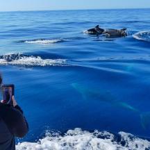 eine Frau, die ein Foto von Robben im Wasser macht