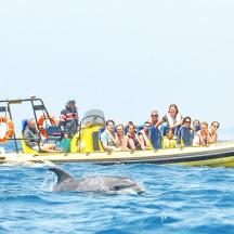eine Gruppe von Menschen auf einem Boot mit einem Delphin im Wasser