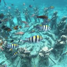 a group of fish swimming in the ocean