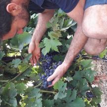 un bărbat culege struguri de pe o plantă