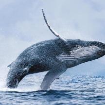 a dolphin jumping out of the water