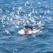 a dog in the water with a flock of birds